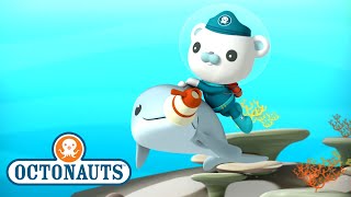 @Octonauts  The Dolphin Reef Rescue | Full Episode 44 | @OctonautsandFriends