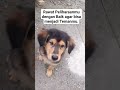 Rawat Peliharaanmu dengan Baik Agar bisa Jadi Temanmu.