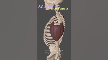 Master 3D Sculpting Anatomy | Deltoid Muscle  in ZBrush