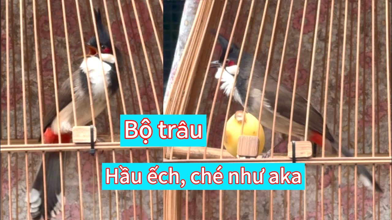 CB hầu ếch nết găm đều chạy cầu 4 mặt tốt. Căng xả ché như aka, bộ lực trường