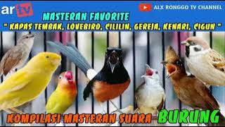 Kompilasi masteran favorite : Kapas tembak, Lovebird, Cililin, Gereja, Kenari, Cigun.