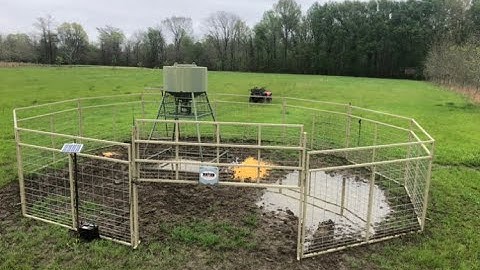 Hogg Boss cellular hog trap system