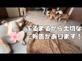 まるこに子犬の面倒を全部任せてるぶるまるから8年間の感謝のご報告があります！