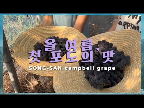 첫 포도의 맛 | 송산포도 보랏빛 캠벨, 어디까지 익었니?