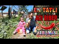 EN TATLI ACI BİBER YEME YARIŞMASI~YEŞİL BİBERDEN BAHARATA  1 SENE!!!!!