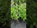 🇺🇦 М’ята колосиста Якіма 'Yakima'🌿 лікарська ароматна знахідка для саду, 🍸кухні, 💪здоров’я та краси.