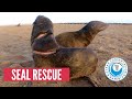 [GRAPHIC] Baby Seal with DEEP CUT rescued