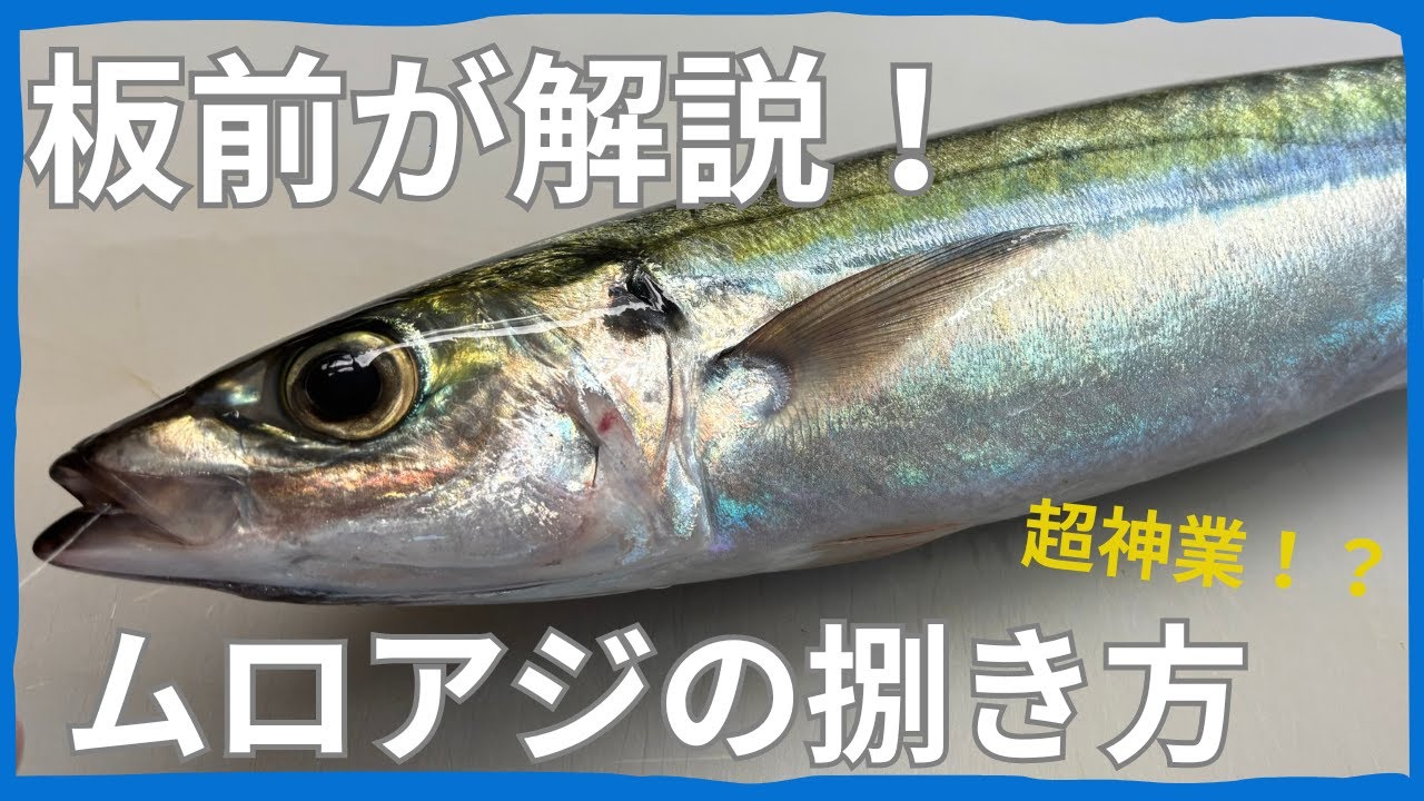 【この道50年のプロが捌く】解説付きで超わかりやすい!朝獲れムロアジの捌き方 - YouTube