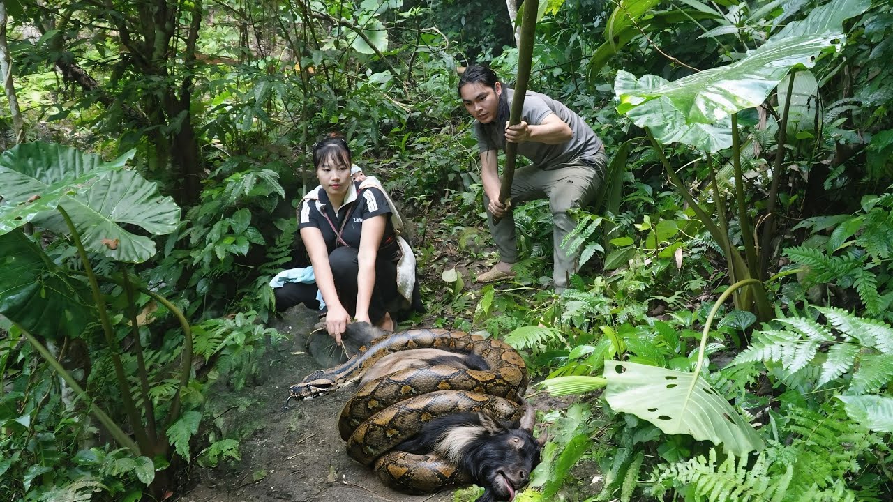 Rescuing a goat from a giant python, giant python attacks goat, farm life, SURVIVAL ALONE