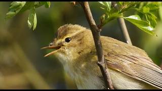 Ceolaire sailí Willow warbler, 2026 0423