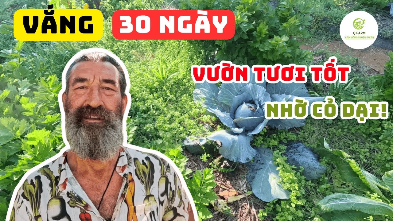 Đừng Nhổ Bỏ Cỏ Dại Trong Vườn | Bí Mật Giúp Vườn Tươi Tốt Gấp 3 Lần