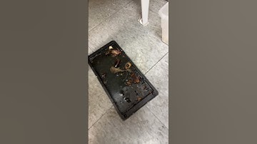 Mouse trap caught Bugs