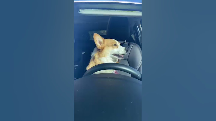 Corgi gets into a CAR ACCIDENT! (PART 2) #shorts
