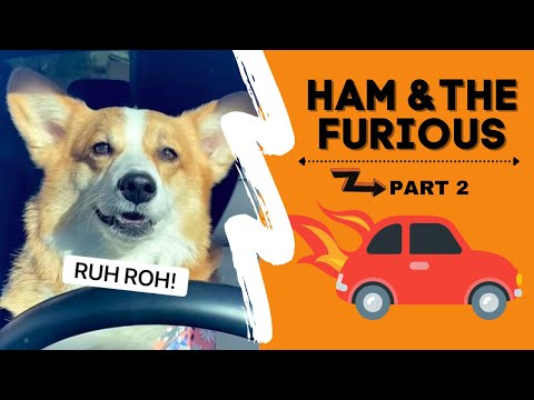 Corgi gets into
