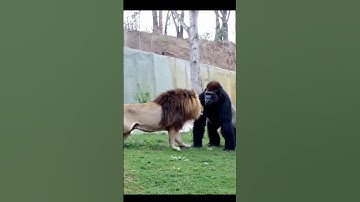 Lion VS Gorilla Encounter at Zoo! - Blondi Foks #shorts