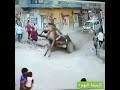 حادثه مضحكه جدا السواق مافي فرامل والحمار اتفاجئ 