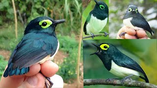 black-necked wattle-eye (Platysteira chalybea) is a species of bird in the family Platysteiridae.