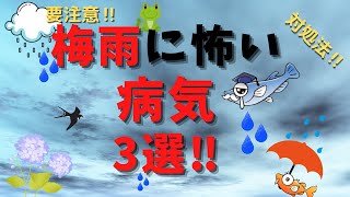 梅雨の病気