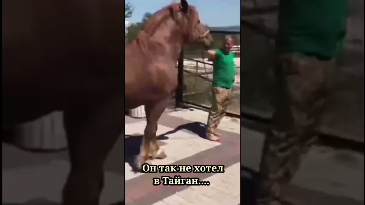 Он так не хотел в Тайган...Он так не хотел умирать...