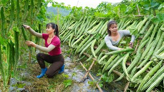 Harvesting Japanese Luffa Goes To Market Sell - Cook Pork Stuffed with Luffa, Ly Tieu Toan