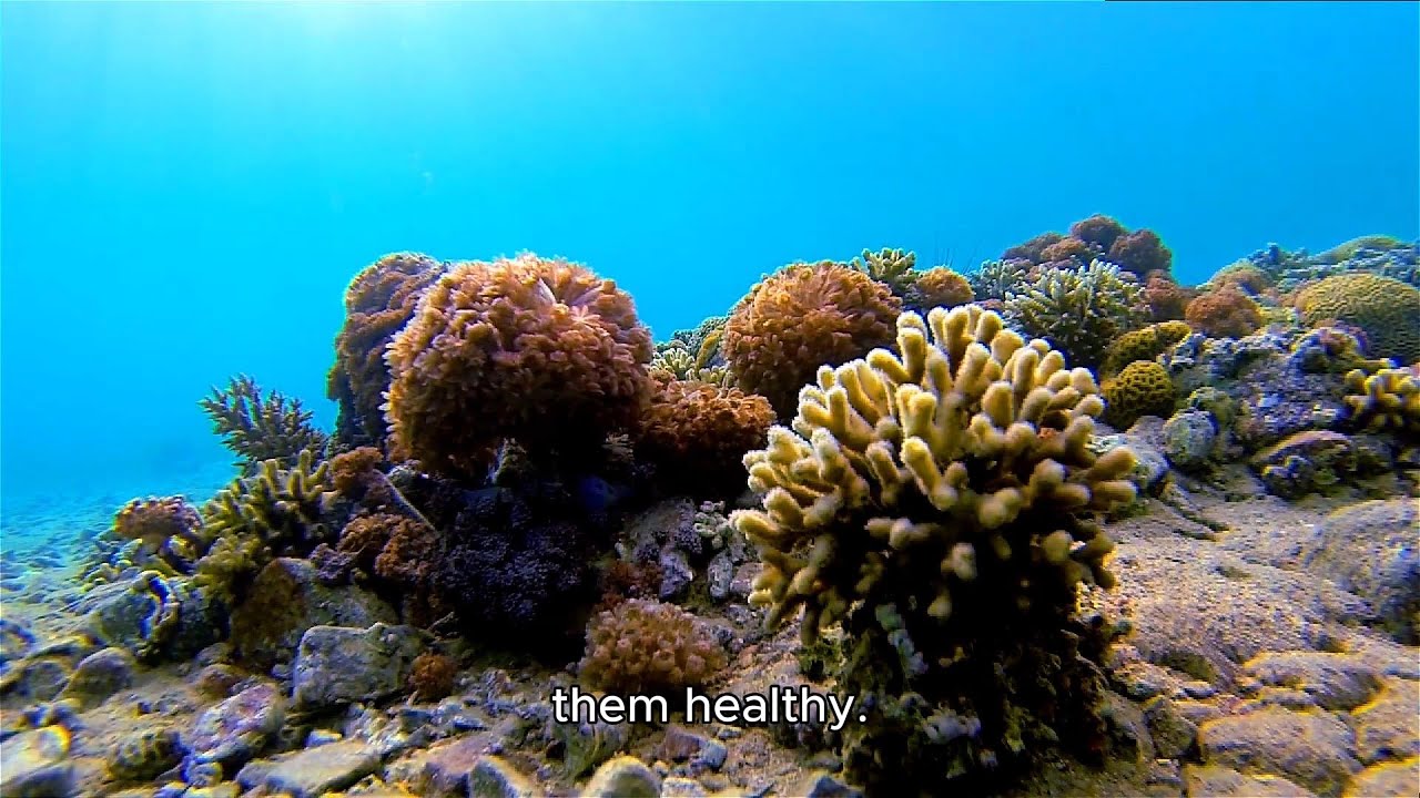 Guardians of the Reef: The Parrotfish Chronicles 