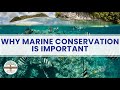 Why marine conservation is important dynamic earth learning