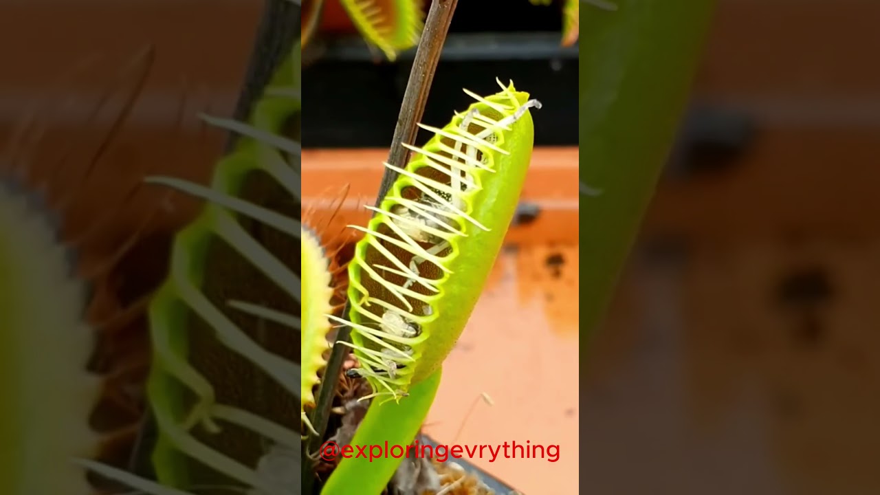 Nature's Snare Venus Flytrap Captures Grasshopper Prey