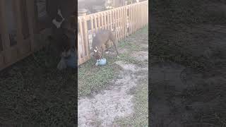 my pretty baby #newtoy #pitty #littlebaby