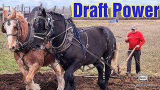 Plowing With Draft Horses and a Walking Plow/Working With Draft Horses