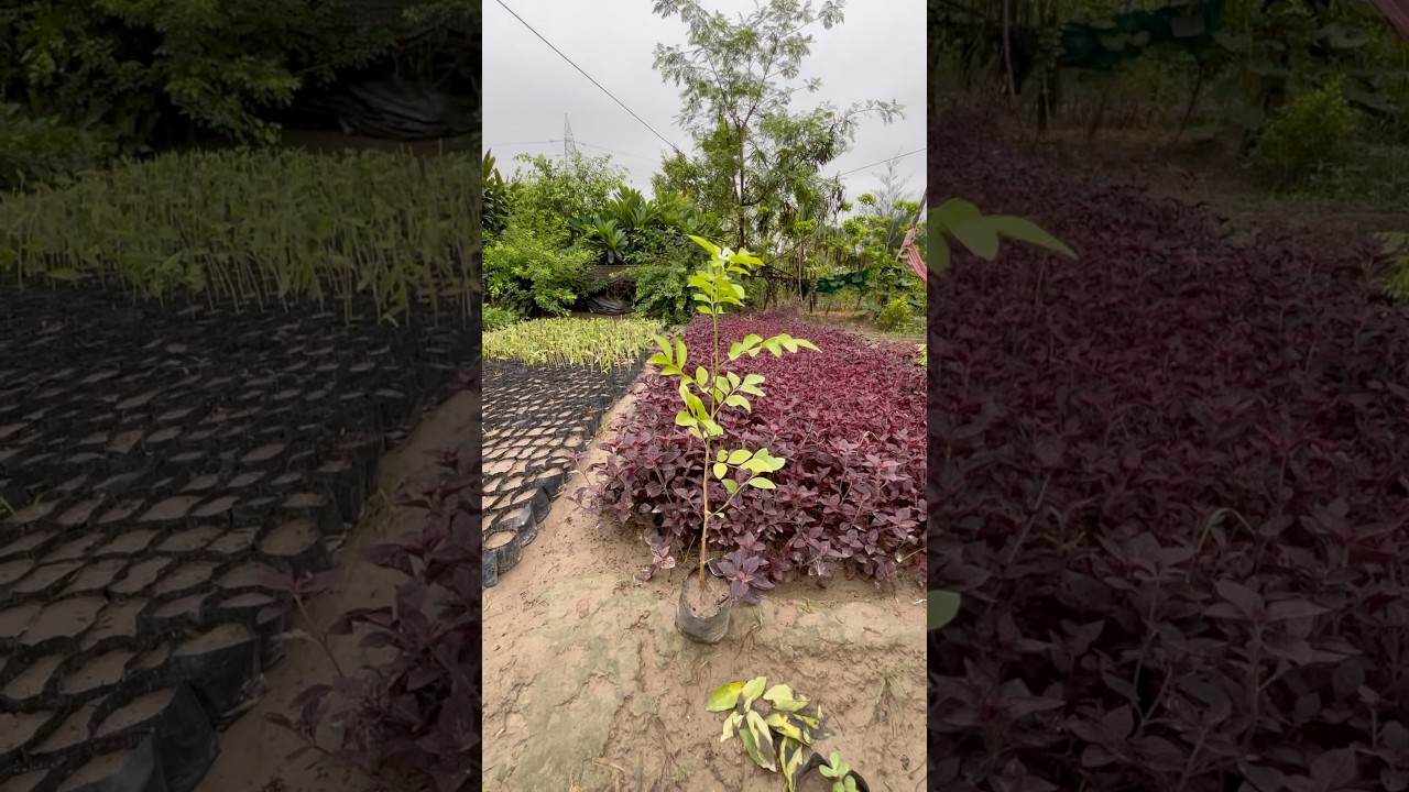 How to grow orange jasmine plant ! 