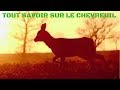 Tout savoir sur le Chevreuil #01