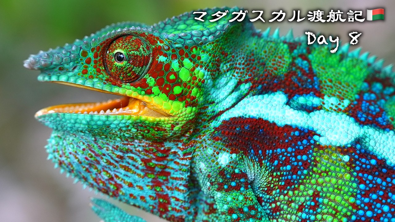 橋が崩落…トラブル続出の末出会った美しすぎるカメレオン！【Day8🇲🇬】