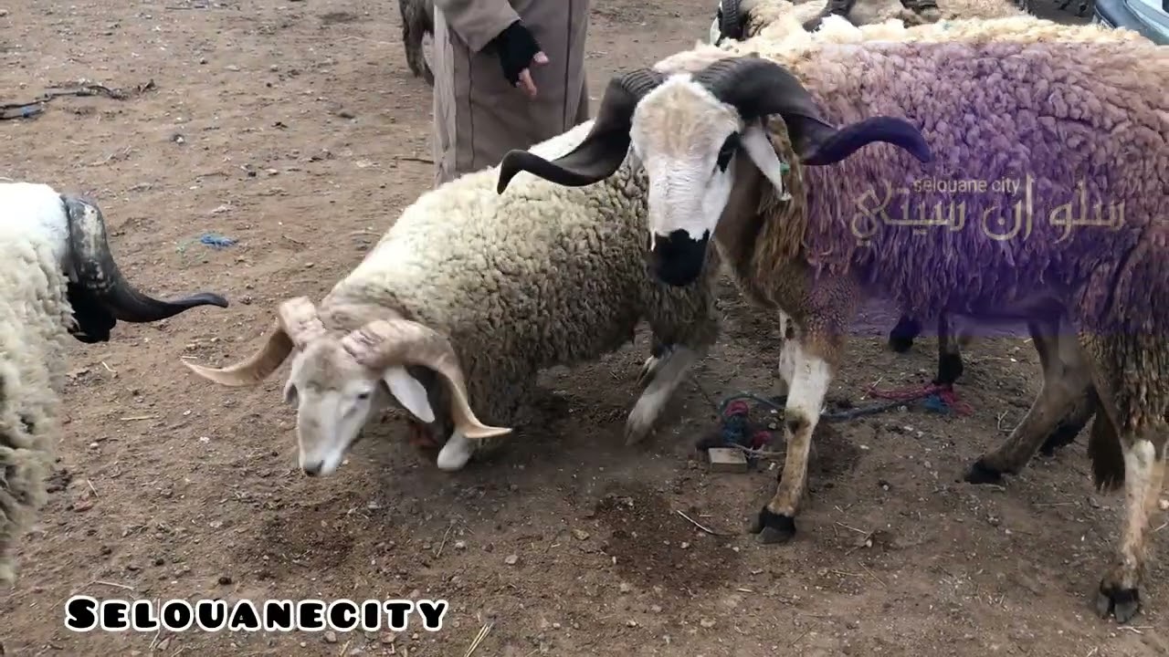 قرار عاملي يمنع بيع الأغنام وترياش الدجاج الاسواق الأسبوعي يشعل الجدل بين مرحب ومعارض