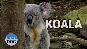 ¿Hay que tocar a un koala salvaje?