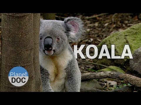 Video: ¿Los koalas son osos?