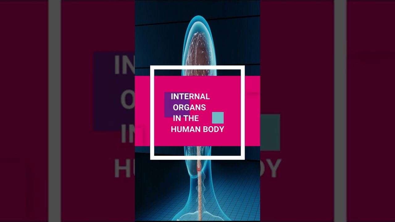 Internal Organs in the Human Body 