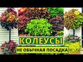 Так необычно КОЛЕУСЫ я не выращивала. Супер новые композиции для лета в кашпо