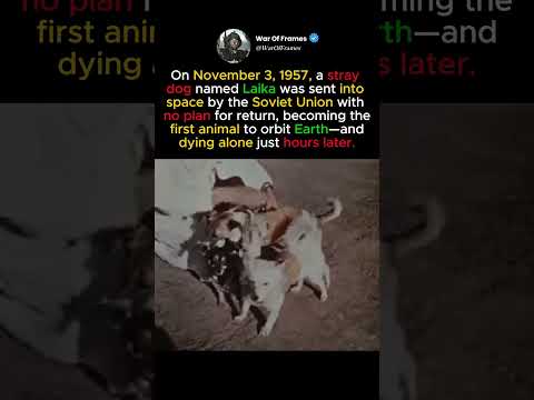 The Dog sent to Die in Space #shorts by War of Frames