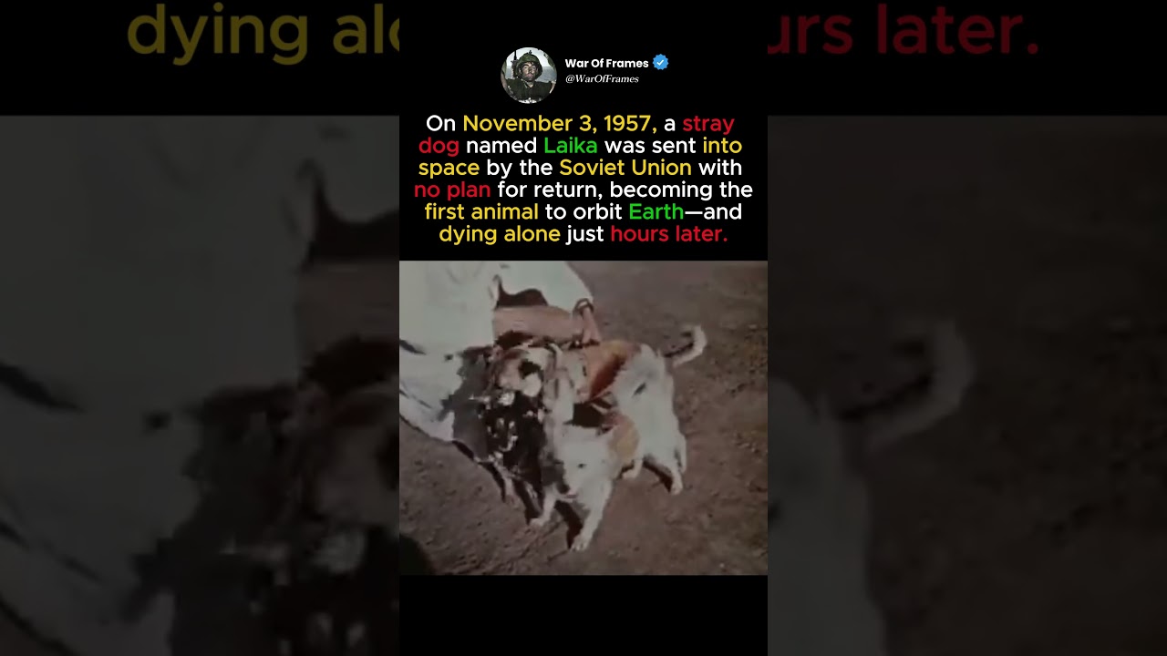 The Dog sent to Die in Space #shorts — War of Frames YouTube video