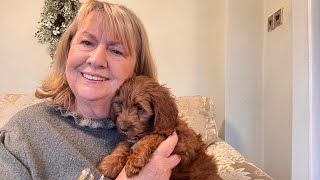 My cavapoo puppy at 10 weeks,Look what I got for Christmas… meet Peggy