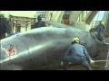 Japan suspends whale hunt