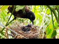 MOM Leaves Place to DAD with DEAD Caterpillar | Birds in Nest | EP 5 DAY 3 FINAL