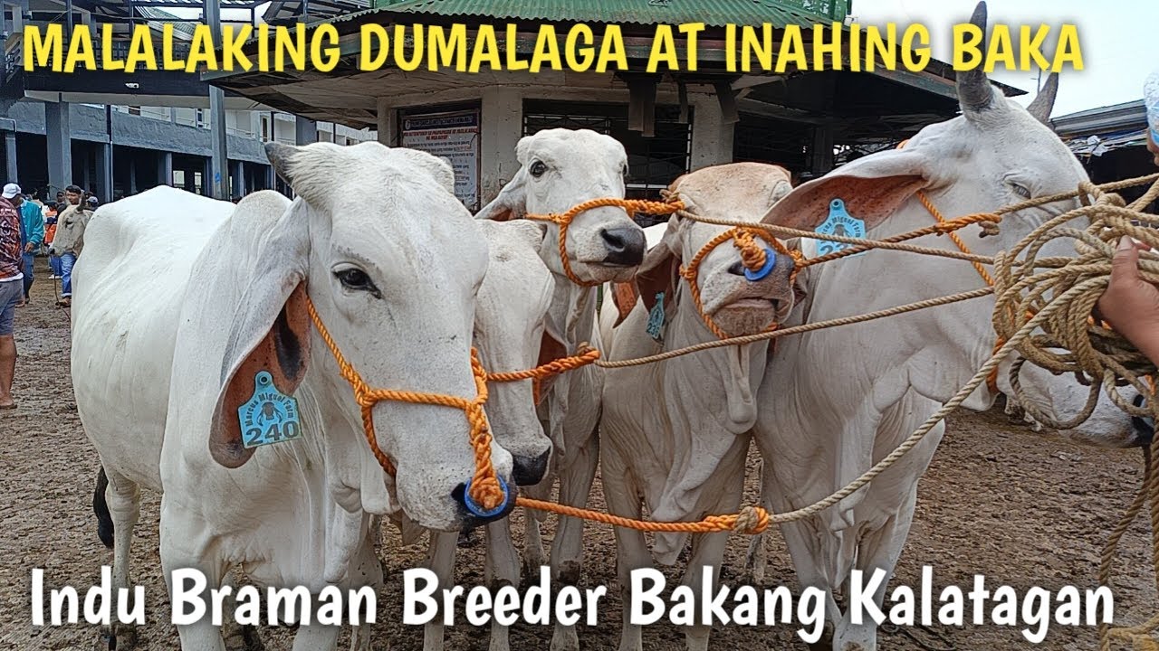 Malalaking inahin at Dumalagang Baka! Padre Garcia Batangas - YouTube