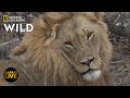 Safari Live - Day 245 | Nat Geo Wild