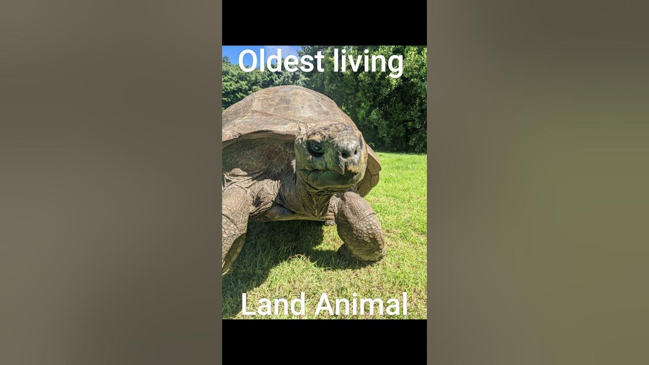 longest-living-land-animal-shorts-facts-youtube