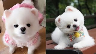 Cute  Puppies  🥰