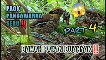 PAOK PANCAWARNA#vlogburung