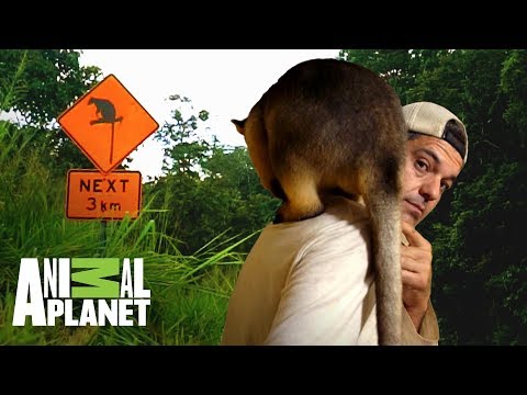 Video: ¿Vive un animal arborícola?