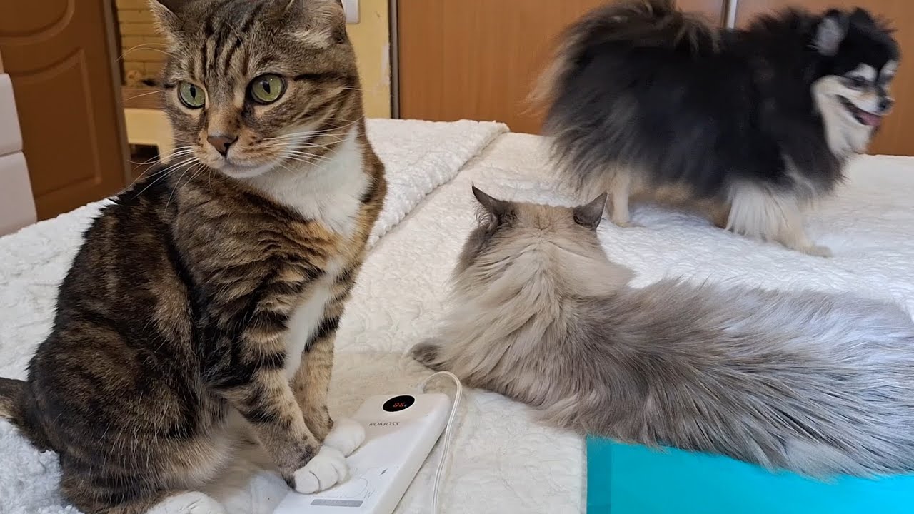 Влог #8/2026Покупки. Ремонтирую вышивальную машину. Хвостики.