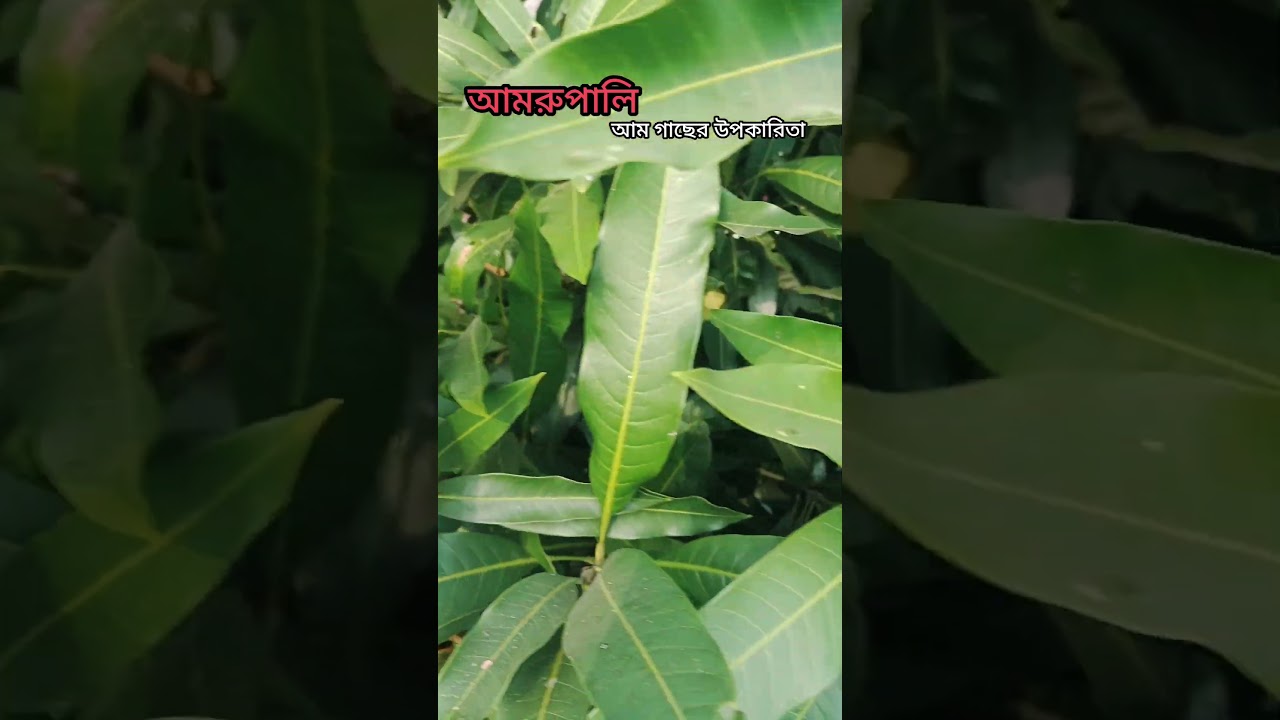 আম্রপালি আম গাছের উপকারিতা 